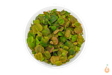 Lade das Bild in den Galerie-Viewer, Schwimmende Wolfsmilch | Phyllanthus fluitans | In Vitro Schwimmpflanze XL Becher