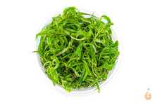 Lade das Bild in den Galerie-Viewer, Seegrasblättriges Trugkölbchen | Heteranthera zosterifolia | In Vitro Aquariumpflanze XL Becher