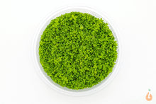 Lade das Bild in den Galerie-Viewer, Kuba Perlkraut | Hemianthus callitrichoides 'Cuba' HCC | In Vitro Aquariumpflanze XL Becher