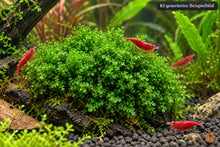 Lade das Bild in den Galerie-Viewer, Perlenmoos / Pearl Moos | Solenostoma tetragonum "Pearl Moss" | Im Garnelenaquarium / Garnelenbecken