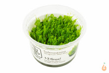 Lade das Bild in den Galerie-Viewer, Perlenmoos / Pearl Moos | Solenostoma tetragonum "Pearl Moss" | In Vitro Aquariummoos