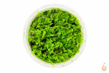 Lade das Bild in den Galerie-Viewer, Perlenmoos / Pearl Moos | Solenostoma tetragonum "Pearl Moss" | In Vitro Aquariummoos