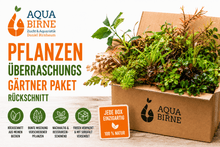 Lade das Bild in den Galerie-Viewer, Pflanzen-Birnes überraschungs Aquariumpflanzen Gärtner Paket | Rückschnitt
