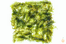 Lade das Bild in den Galerie-Viewer, Phönixmoos | Fissidens fontanus "Phoenix Moss" | Aquariummoos für das Garnelen Aquarium