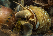 Lade das Bild in den Galerie-Viewer, Pianoschnecken / Piano Schnecken | Pinselalgenschnecken | Taia naticoides im Garnelenaquarium
