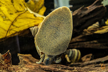 Lade das Bild in den Galerie-Viewer, Pianoschnecken / Piano Schnecken | Pinselalgenschnecken | Taia naticoides an der Aquariumscheibe