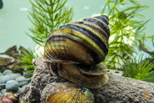 Lade das Bild in den Galerie-Viewer, Pianoschnecken / Piano Schnecken | Pinselalgenschnecken | Taia naticoides ausgewachsen im Aquarium