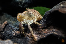 Lade das Bild in den Galerie-Viewer, Pompomkrabbe | Lebt unter Wasser | Ptychognathus barbatus im Nano Aquarium