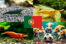 Lade das Bild in den Galerie-Viewer, Bunter Neocaridina Garnelen Party-Mix | Team PORTUGAL | 10+1 & kostenlose Probe für mein Aquarium