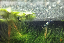 Lade das Bild in den Galerie-Viewer, Aqua Birne - Premium Spirulina Powder | Einzelfutter / Staubfutter