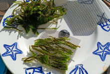 Lade das Bild in den Galerie-Viewer, Rare Moos | Distichophyllum sp. "Rare-Moss" - Rarität | Aquariummoos aufgebunden auf Edelstahlgitter