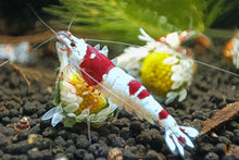 Lade das Bild in den Galerie-Viewer, Red Bee PRL Bienengarnele | Caridina logemanni - Pure Red Line Bee im Nanoaquarium