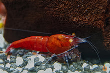 Lade das Bild in den Galerie-Viewer, Red Devil Garnele | Orange Eye / OE | Caridina sp. im Nano Aquarium