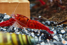 Lade das Bild in den Galerie-Viewer, Red Devil Garnele | Orange Eye / OE | Caridina sp. im Garnelenaquarium