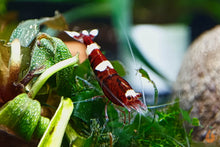 Lade das Bild in den Galerie-Viewer, Red Ruby Garnele | Caridina sp. Taiwan Bee im Aquascaping Aquarium