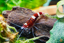 Lade das Bild in den Galerie-Viewer, Red Ruby Garnele | Caridina sp. Taiwan Bee im Nanoaquarium
