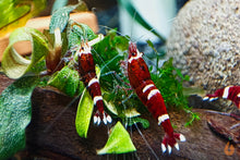Lade das Bild in den Galerie-Viewer, Red Ruby Garnele | Caridina sp. Taiwan Bee im Nano Aquarium