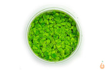 Lade das Bild in den Galerie-Viewer, Riesen Wasserlinse / Vielwurzelige Teichlinse | Schwimmpflanze | Spirodela polyrhiza - In Vitro Aquariumpflanze Tropica