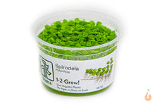 Lade das Bild in den Galerie-Viewer, Riesen Wasserlinse / Vielwurzelige Teichlinse | Schwimmpflanze | Spirodela polyrhiza - In Vitro Aquariumpflanze Tropica