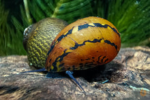 Lade das Bild in den Galerie-Viewer, Ring Rennschnecke / Napfschnecke | Neritina sp. im Aquascaping Aquarium