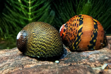 Lade das Bild in den Galerie-Viewer, Ring Rennschnecke / Napfschnecke | Neritina sp. im Nano Aquarium