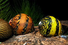 Lade das Bild in den Galerie-Viewer, Ring Rennschnecke / Napfschnecke | Neritina sp. im Schneckenaquarium