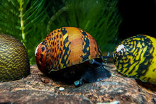 Lade das Bild in den Galerie-Viewer, Ring Rennschnecke / Napfschnecke | Neritina sp. im Aquarium