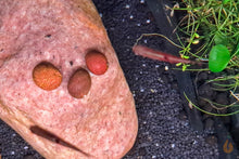 Lade das Bild in den Galerie-Viewer, Rosa / Pink Lady Schnecke | Clithon sowerbianum im Aquarium mit Fischen