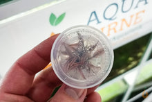 Lade das Bild in den Galerie-Viewer, Rosa Wasserkelch | Cryptocoryne wendtii "Flamingo" | In Vitro Aquariumpflanze - Rarität