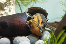 Lade das Bild in den Galerie-Viewer, Rote Lavaschnecke / Teufelsdornschnecke | TDS | Faunus ater "Lava" im Garnelen Aquarium