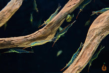 Lade das Bild in den Galerie-Viewer, Rote Nashorngarnele / Pinocchio Garnele | Caridina gracilirostris im Schnecken Aquarium