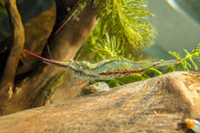 Lade das Bild in den Galerie-Viewer, Rote Nashorngarnele / Pinocchio Garnele | Caridina gracilirostris im Schneckenaquarium