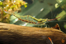Lade das Bild in den Galerie-Viewer, Rote Nashorngarnele / Pinocchio Garnele | Caridina gracilirostris im Aquascaping Aquarium