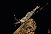 Lade das Bild in den Galerie-Viewer, Rote Nashorngarnele / Pinocchio Garnele | Caridina gracilirostris im Garnelen Aquarium