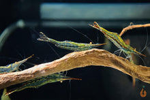 Lade das Bild in den Galerie-Viewer, Rote Nashorngarnele / Pinocchio Garnele | Caridina gracilirostris im Aquascape Aquarium