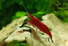 Lade das Bild in den Galerie-Viewer, Rote Sakura Garnele | Neocaridina davidi "Red Sakura" im Nano Aquarium
