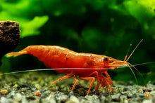 Lade das Bild in den Galerie-Viewer, Rote Sakura Garnele | Neocaridina davidi "Red Sakura" im Aquarium
