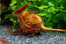 Lade das Bild in den Galerie-Viewer, Rote Sakura Garnelen | Neocaridina davidi "Red Sakura" im Aquarium auf einer Buchecker