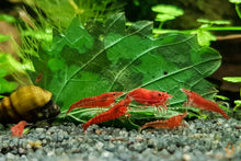 Lade das Bild in den Galerie-Viewer, Rote Sakura Garnelen | Neocaridina davidi "Red Sakura" im Aquarium