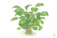 Lade das Bild in den Galerie-Viewer, Schismatoglottis prietoi | In Vitro Aquariumpflanze - Rarität