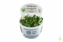 Lade das Bild in den Galerie-Viewer, Tropica - Schismatoglottis prietoi | In Vitro Aquariumpflanze - Rarität