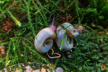 Lade das Bild in den Galerie-Viewer, Blaue Posthornschnecke - Avatar Schnecke | PHS Blau | Helisoma cf.anceps im Schneckenaquarium