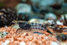 Lade das Bild in den Galerie-Viewer, Schwarze Carbon Rili Sakura Garnele | Neocaridina davidi "Carbon Rili" mit Nachwuchs