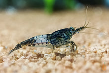 Lade das Bild in den Galerie-Viewer, Schwarze Carbon Rili Sakura Garnele | Neocaridina davidi "Carbon Rili" im Nanoaquarium