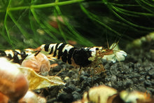 Lade das Bild in den Galerie-Viewer, Schwarze Metallic TaiTiBee Garnele | Mischling / Kreuzung | Caridina sp. im Aquarium mit Schnecken