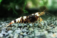 Lade das Bild in den Galerie-Viewer, Schwarze Metallic TaiTiBee Garnele | Mischling / Kreuzung | Caridina sp. im Nano Aquarium