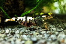 Lade das Bild in den Galerie-Viewer, Schwarze Metallic TaiTiBee Garnele | Mischling / Kreuzung | Caridina sp. im Nanoaquarium