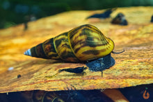 Lade das Bild in den Galerie-Viewer, Schwarze Panther Turmdeckelschnecke / Black Panther TDS | Sulcospira testudinaria im Nano Aquarium