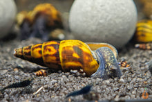 Lade das Bild in den Galerie-Viewer, Schwarze Panther Turmdeckelschnecke / Black Panther TDS | Sulcospira testudinaria im Aquascaping Aquarium