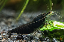 Lade das Bild in den Galerie-Viewer, Bunter Neocaridina Garnelen Party-Mix | Team DEUTSCHLAND | 10+1 & kostenlose Probe für das Garnelenaquarium